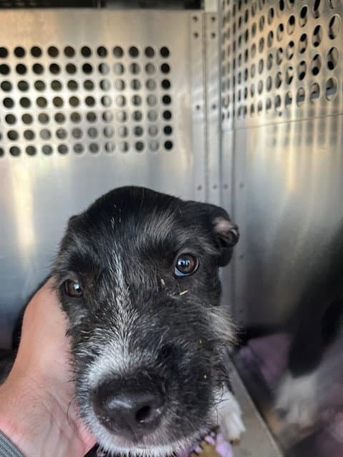 Unknown - Terrier