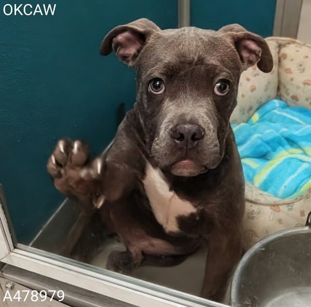 Unknown - Pit Bull Terrier