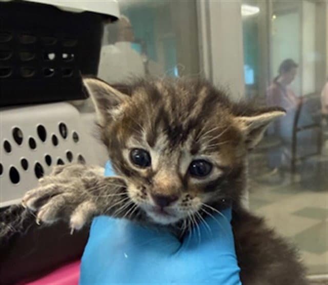Luna - Domestic Short Hair
