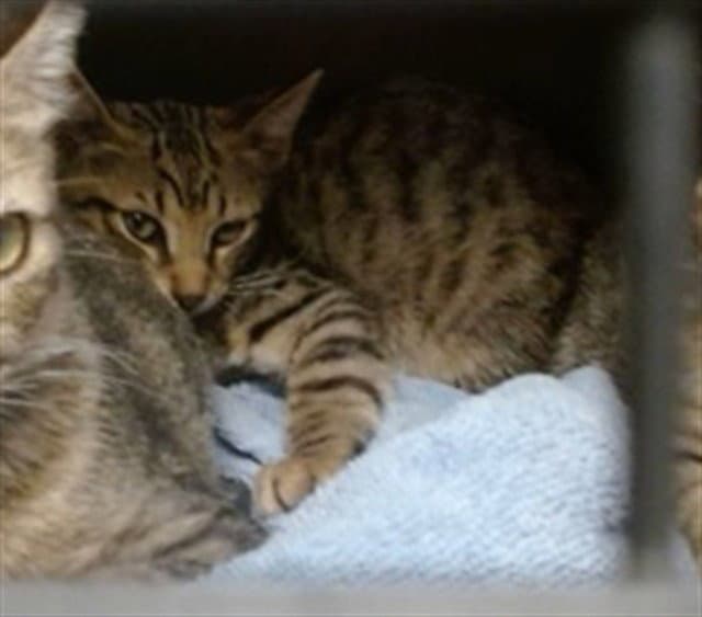 Unknown - Domestic Short Hair