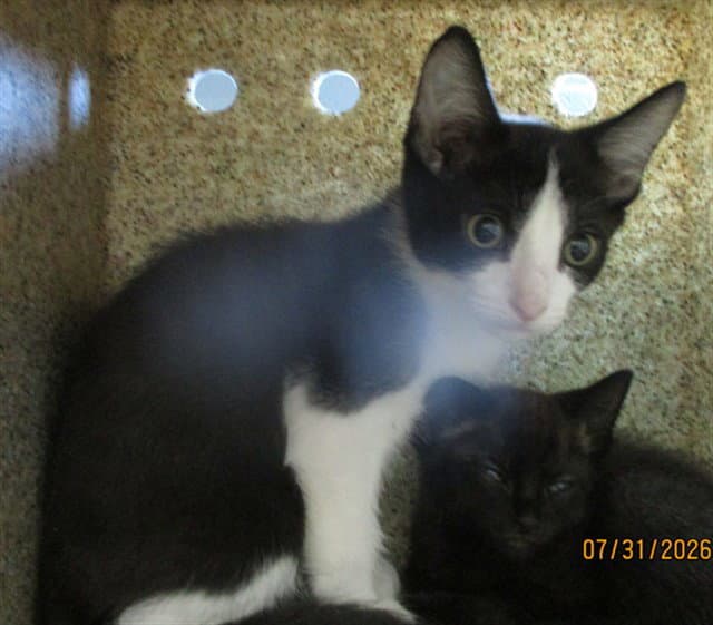 Unknown - Domestic Short Hair