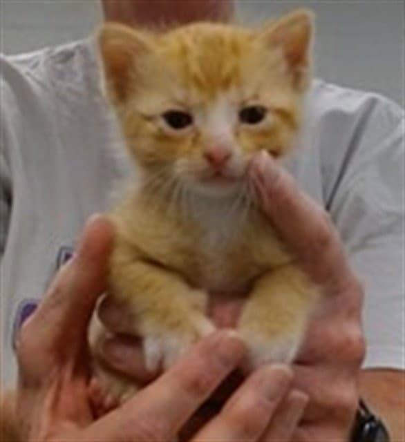 Unknown - Domestic Short Hair