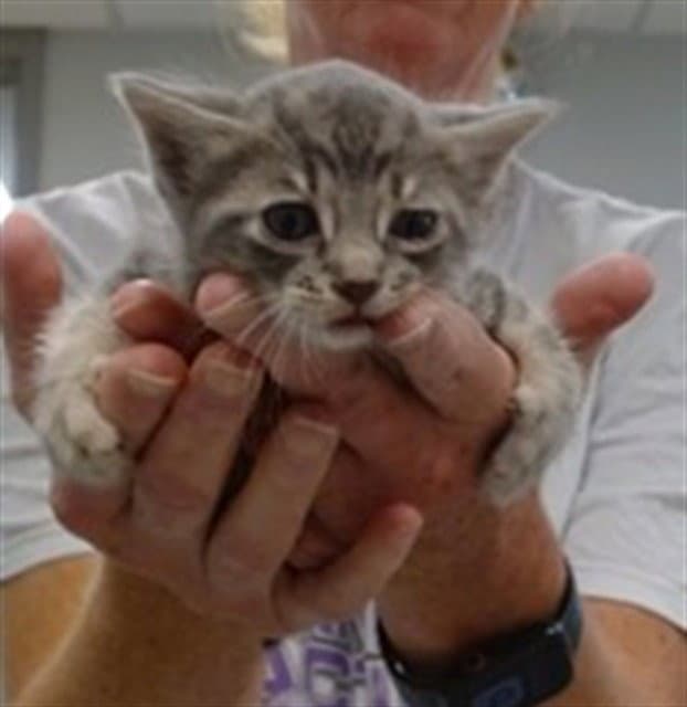 Unknown - Domestic Short Hair