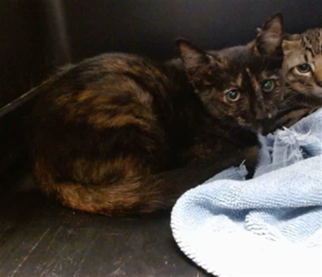 Unknown - Domestic Short Hair