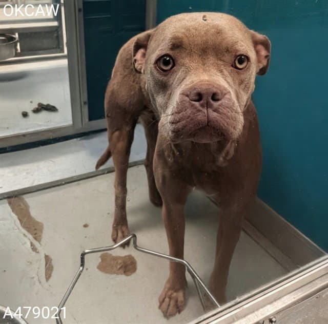 Unknown - Pit Bull Terrier