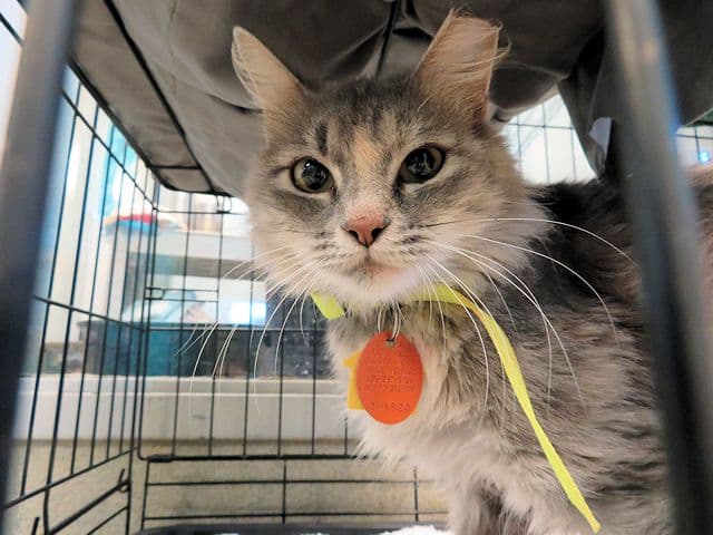 Sparkle - Domestic Short Hair
