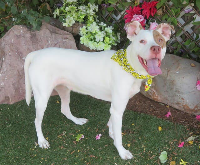 Soleil - American Staffordshire Terrier