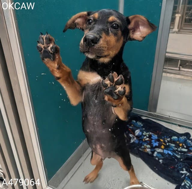 Unknown - Doberman Pinscher