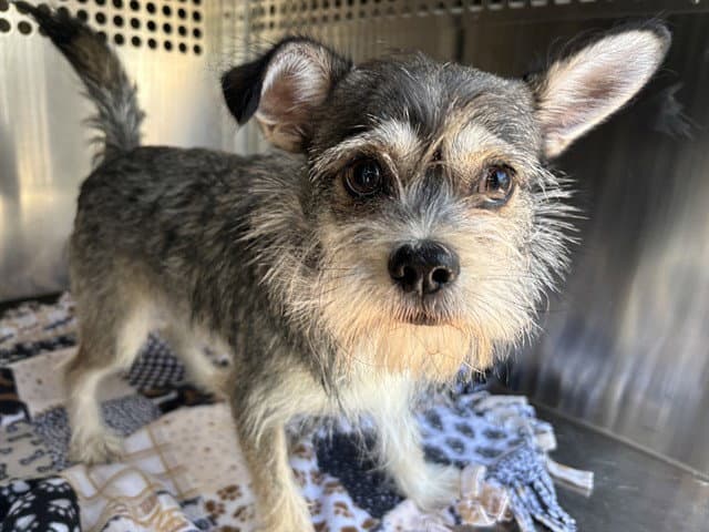 Unknown - Miniature Schnauzer
