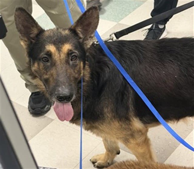 Unknown - German Shepherd Dog
