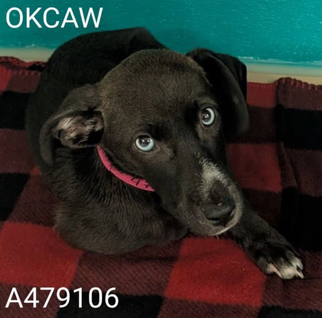 Unknown - Catahoula Leopard Dog