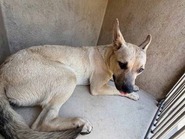 Unknown - Carolina Dog