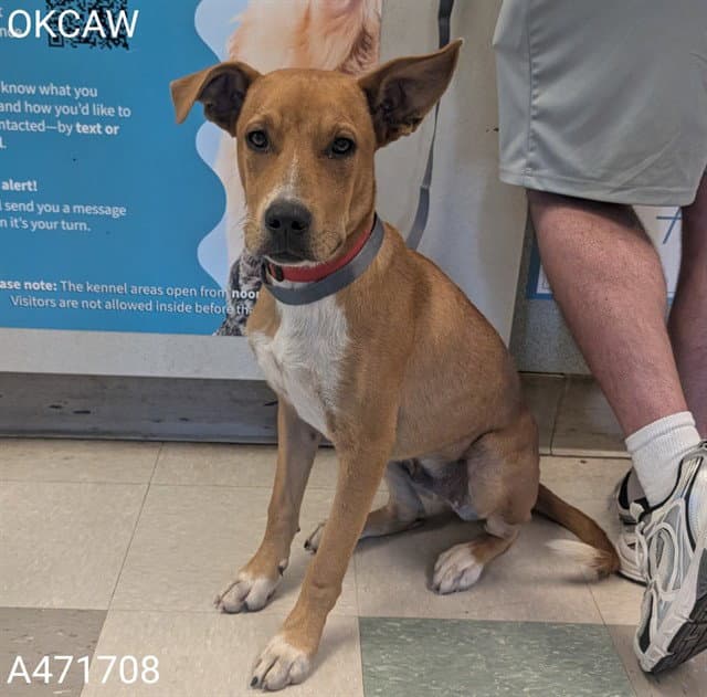 Unknown - Pit Bull Terrier