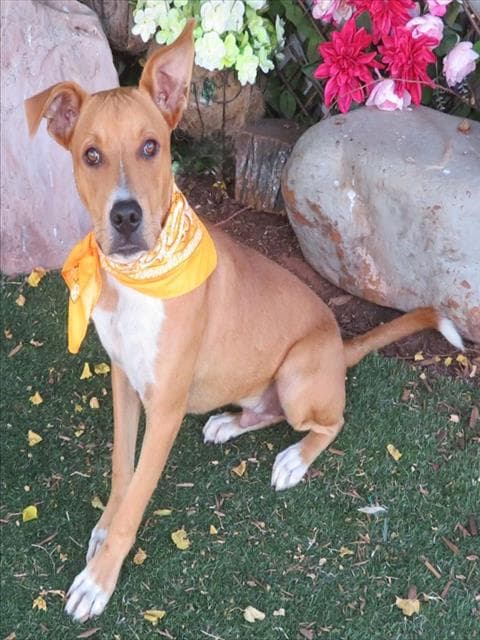 Unknown - Pit Bull Terrier