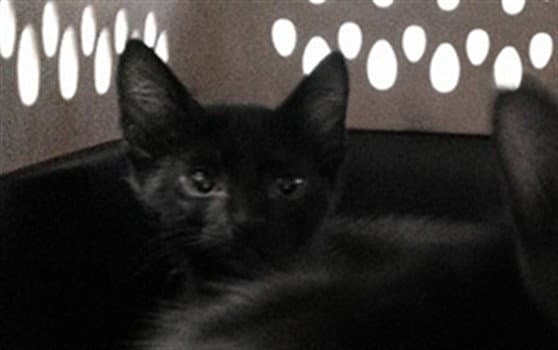 Unknown - Domestic Short Hair