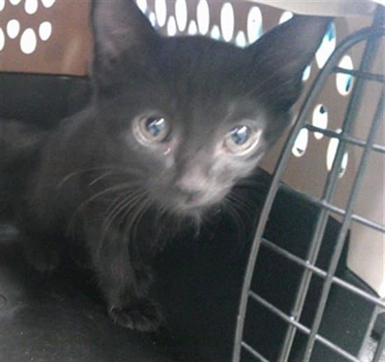 Unknown - Domestic Short Hair