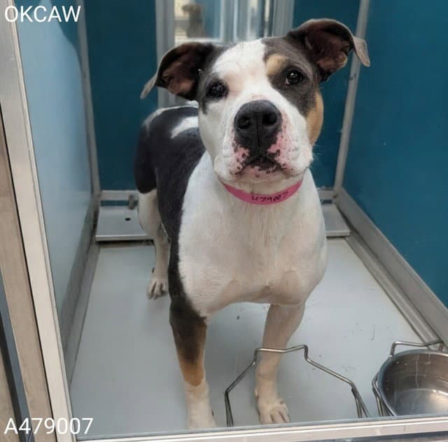 Unknown - American Pit Bull Terrier