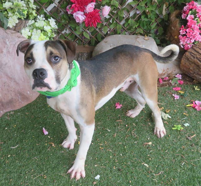 Finnegan - Pit Bull Terrier