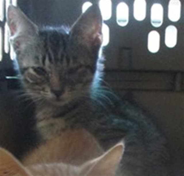 Unknown - Domestic Short Hair