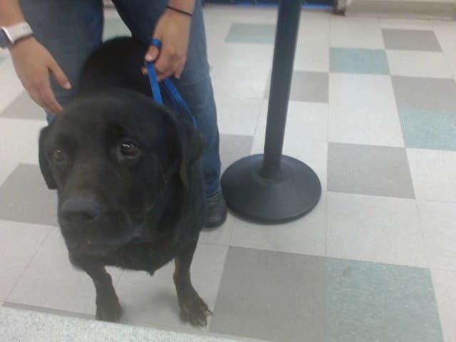 Rondo - Rottweiler