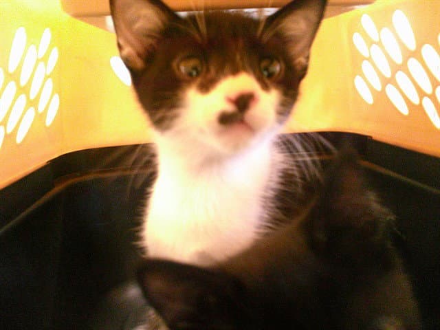 Unknown - Domestic Short Hair