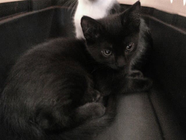 Unknown - Domestic Short Hair