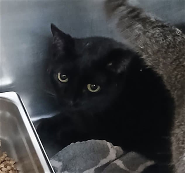 Unknown - Domestic Short Hair