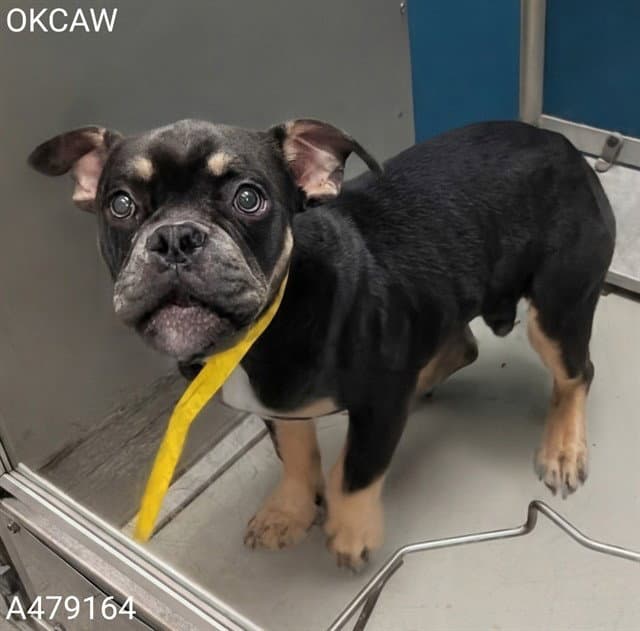 Unknown - French Bulldog