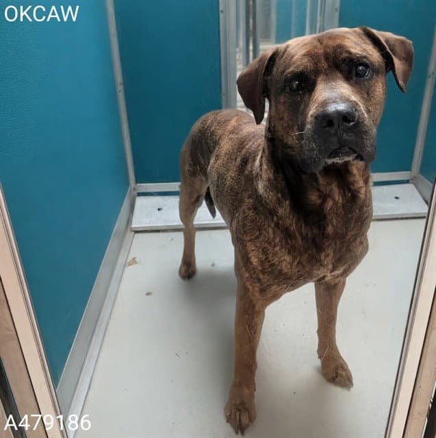 Unknown - Plott Hound