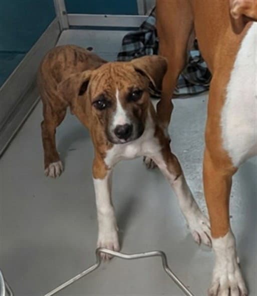Unknown - American Staffordshire Terrier