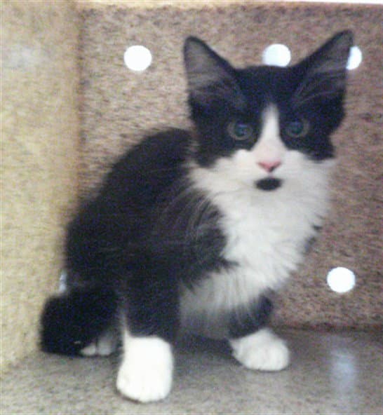Unknown - Domestic Short Hair