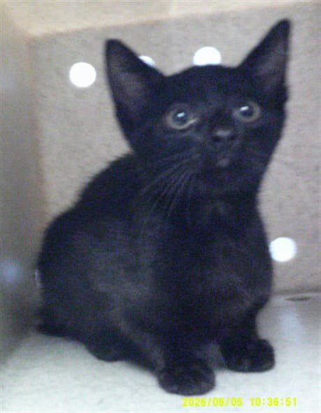 Unknown - Domestic Short Hair