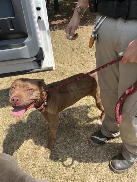Cocoa - American Staffordshire Terrier