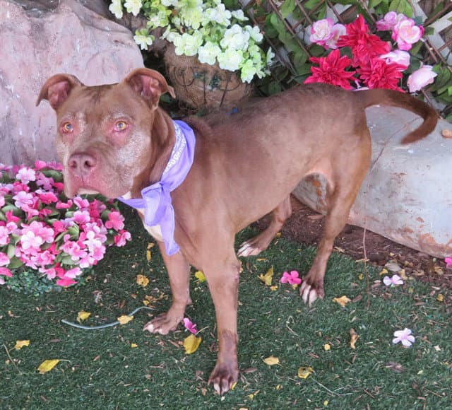 Cocoa - American Staffordshire Terrier