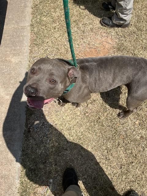 Unknown - American Staffordshire Terrier