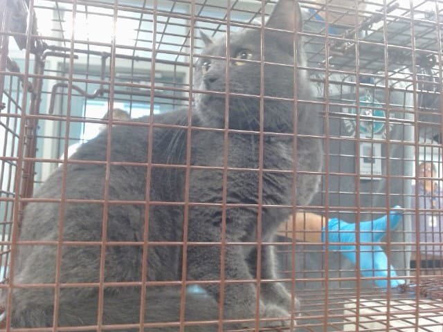 Unknown - Domestic Short Hair