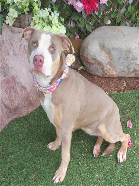 Breezy - American Pit Bull Terrier