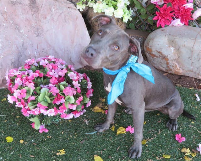 Gumdrop - American Pit Bull Terrier