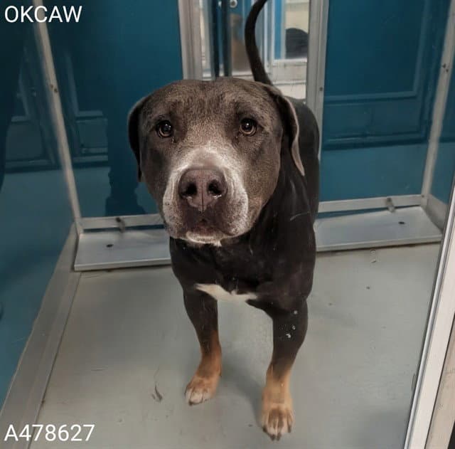 Unknown - Pit Bull Terrier