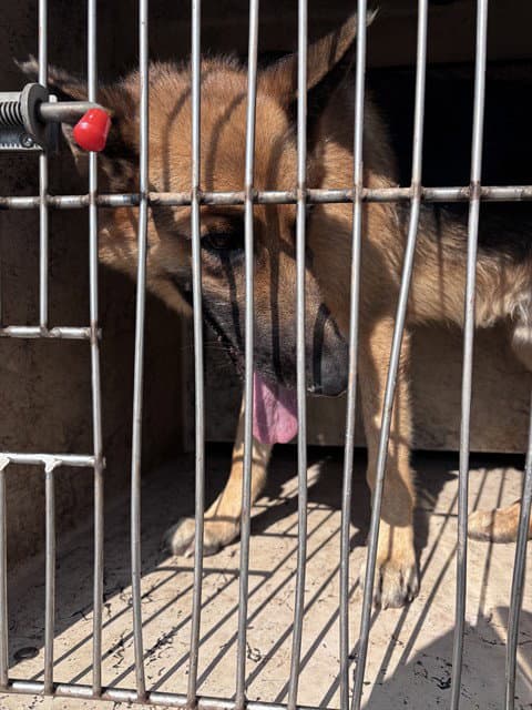 Unknown - German Shepherd Dog