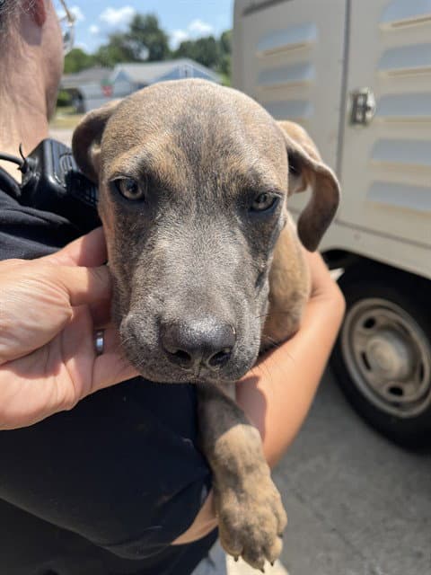 Unknown - American Staffordshire Terrier