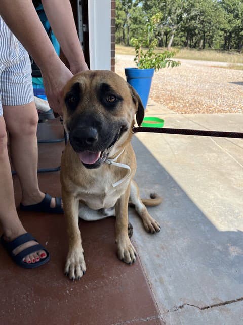 Unknown - Black Mouth Cur