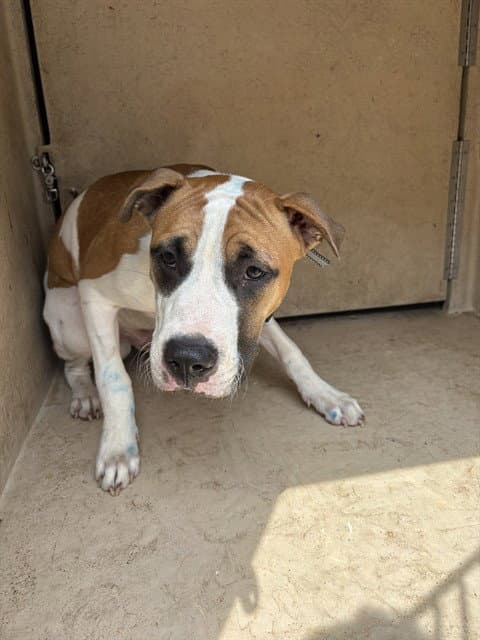 Unknown - Pit Bull Terrier