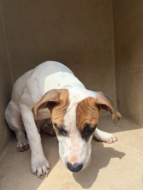 Unknown - Pit Bull Terrier