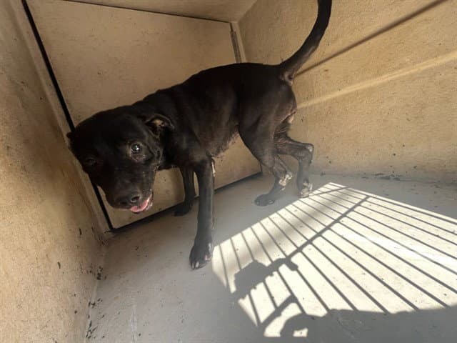 Unknown - Pit Bull Terrier