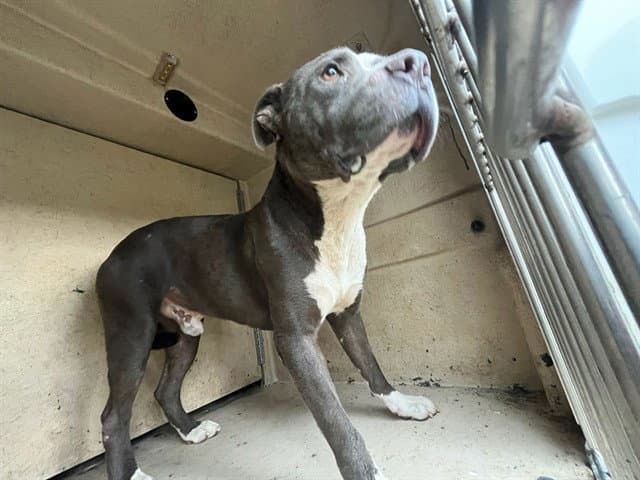 Unknown - Pit Bull Terrier