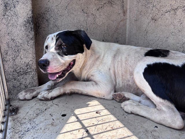 Unknown - American Pit Bull Terrier