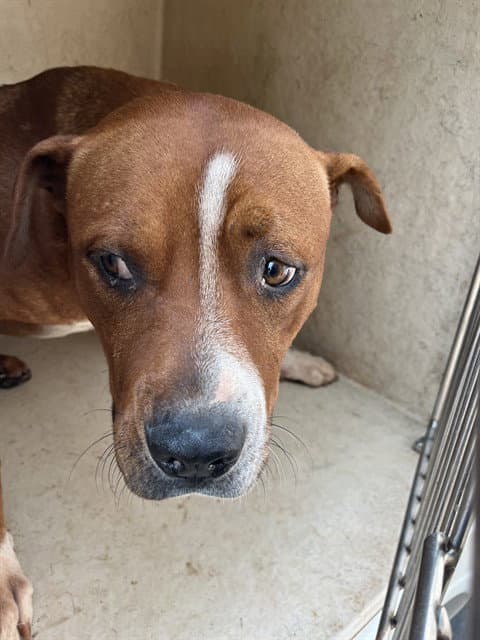 Unknown - American Pit Bull Terrier