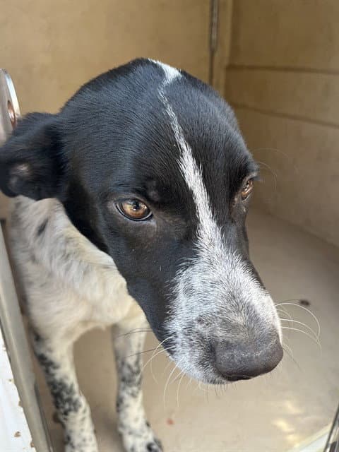 Unknown - Australian Cattle Dog/Blue Heeler