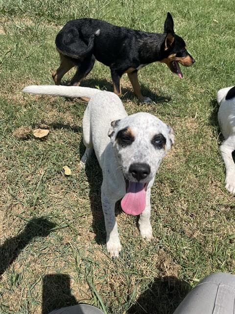Unknown - Australian Cattle Dog/Blue Heeler